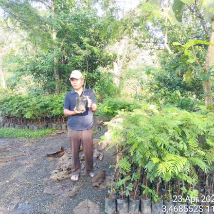 PAMBAKAL JADIKAN BUAH PETAI JADI PRODUK UNGGULAN DESA GUNUNG ULIN